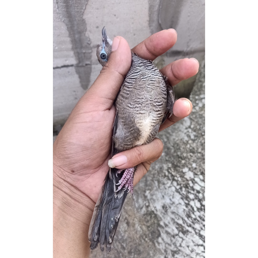 Perkutut Cemani Majapahit Anakan