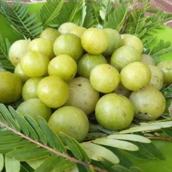 

Ready-, Buah malaka / buah amla fres 1 kg
