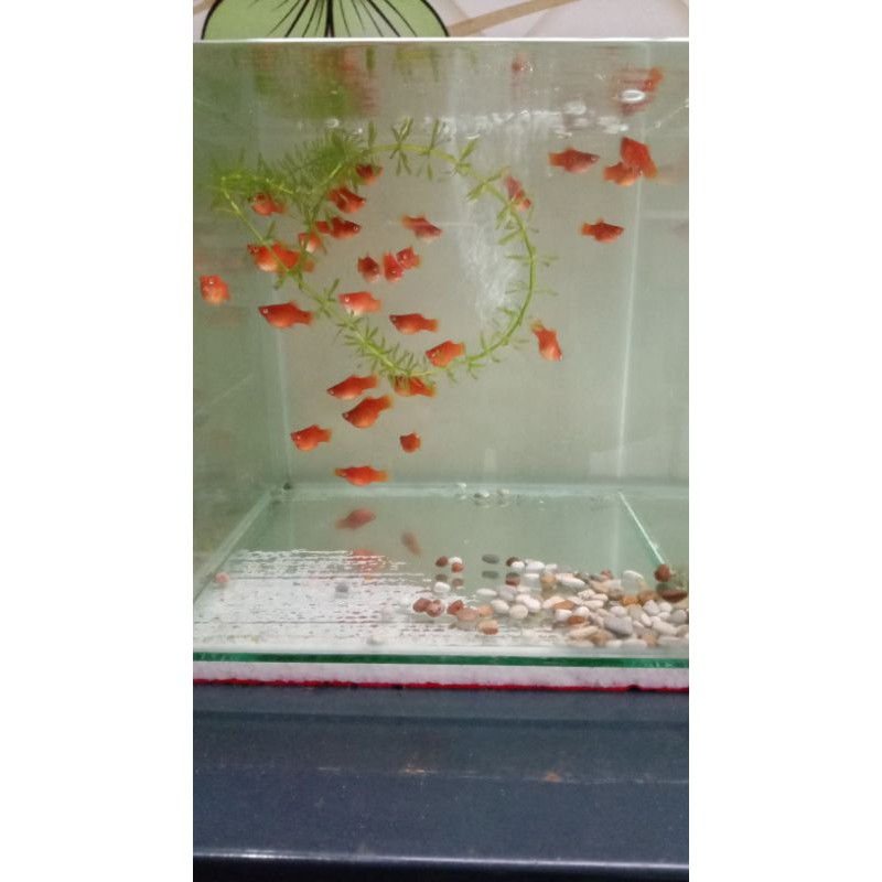ikan platy coral redtail indukan
