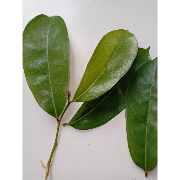 

Daun Sirsak Segar Di Petik Pas Ada Order