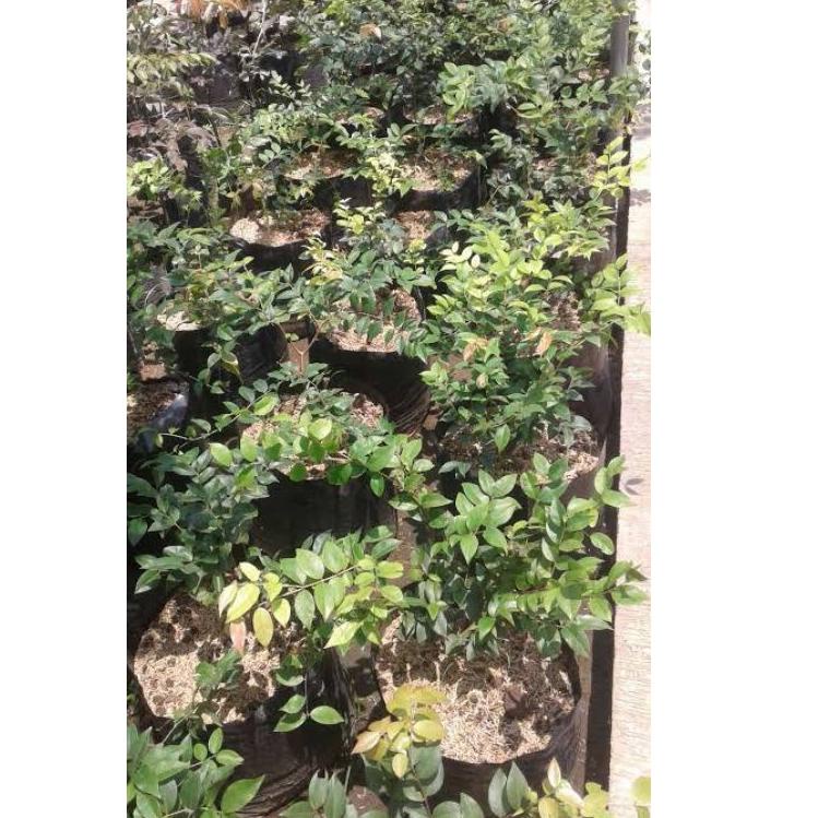 71 Bibit anggur brazil preco hasil cangkok cepat berbuah ➶ -