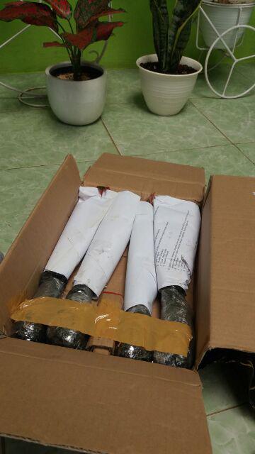 Aglonema Kochin Aglaonema Cochin