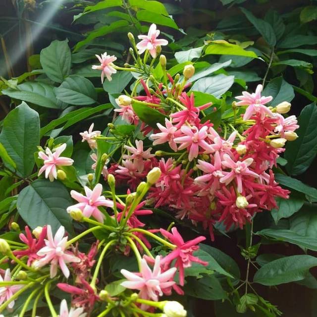 Melati Belanda / Bibit tanaman melati Belanda