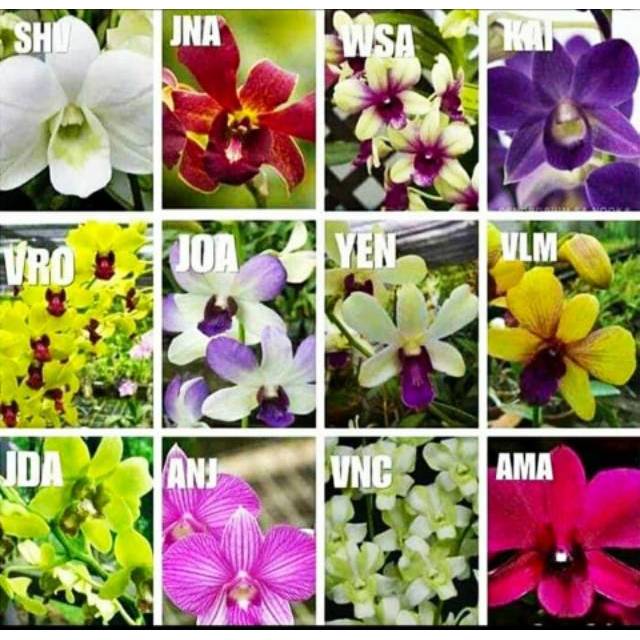 Seedling Anggrek Dendrobium Rimbun Aneka Warna Shopee Indonesia