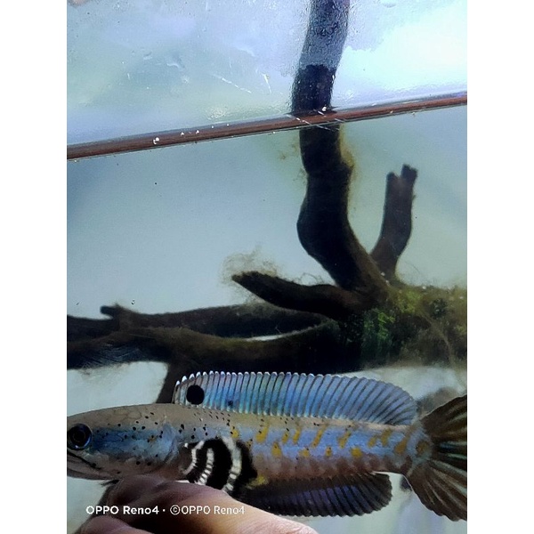 CHANNA BLUE PULCHRA 12/13 CM