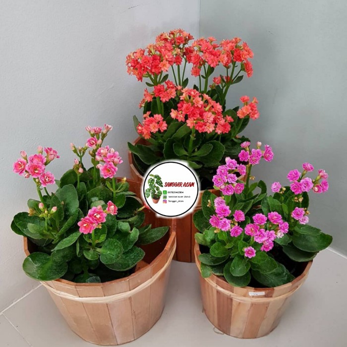 PAKET 3 TANAMAN HIAS COCOR BEBEK + POT HITAM / TANAMAN COCOR BEBEK