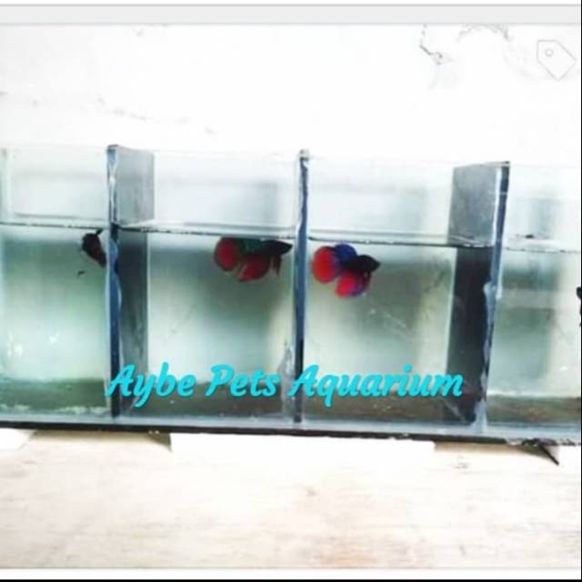 Ikan Cupang HM (Slayer)