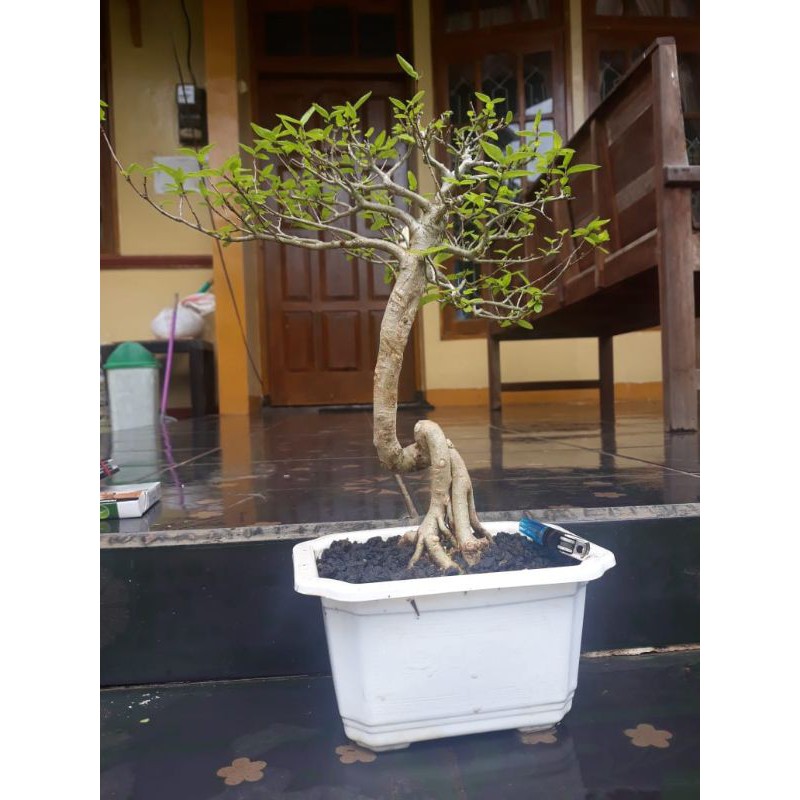 Anput small