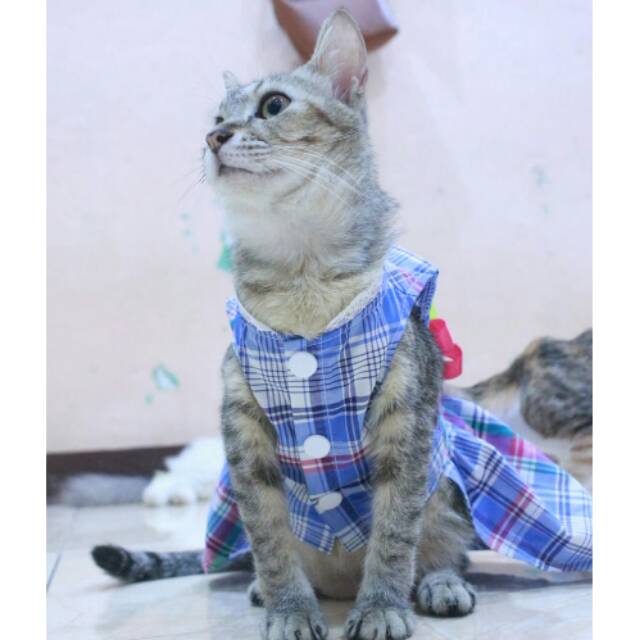 Dress kotak-kotak biru untuk kucing &amp; anjing /Jual Baju Kucing Terlengkap &amp; Berkualitas size S-XL