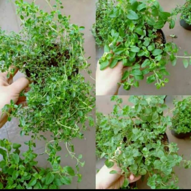 

Paket italy (oregano , Greek oregano , thyme) sudah tumbuh rimbun
