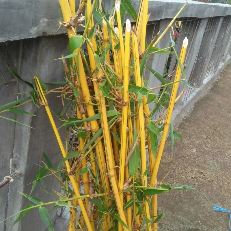 BIBIT BAMBU KUNING