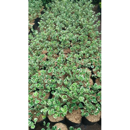 Tanaman Ficus Triangularis Kupu Kupu Putih Variegata