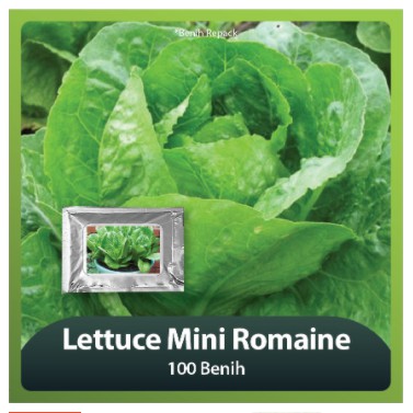 

Lettuce Mini Romaine