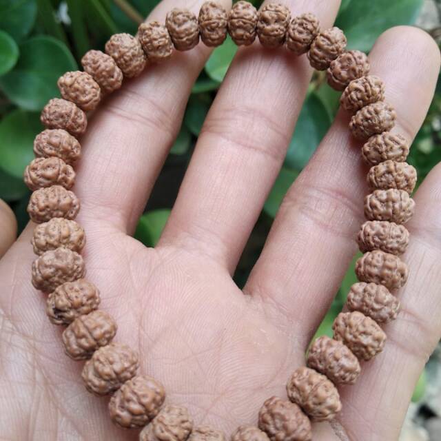 Jenitri genitri gepeng halus good quality