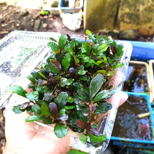 Buce phalandra mini tanaman aquascape