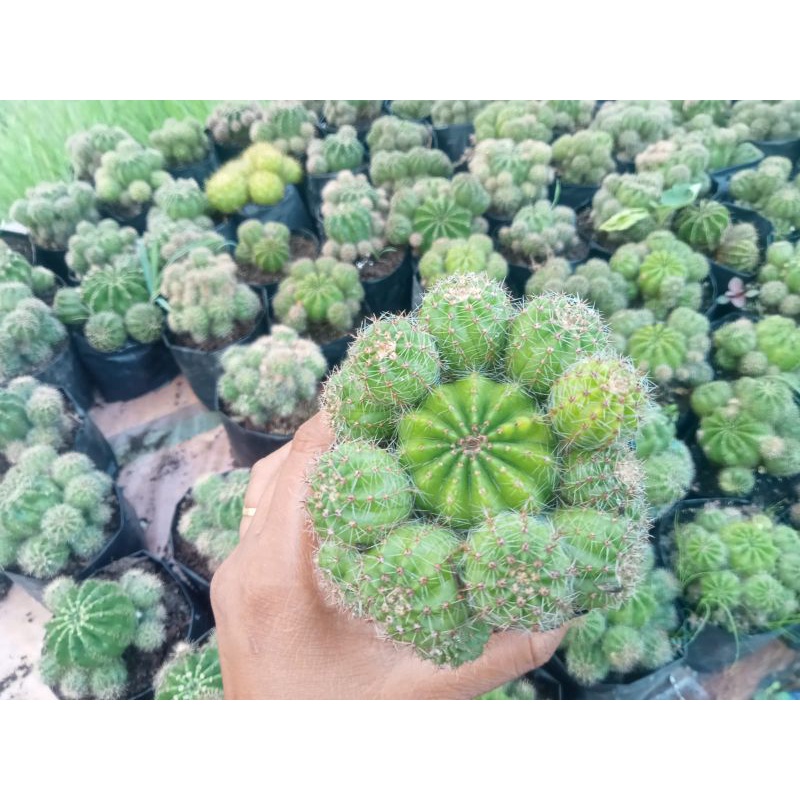kaktus sanggul banyak anak/kaktus pasaman/kaktus gendong anak 4/6
