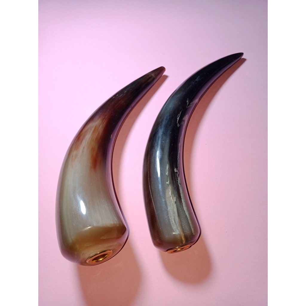 pipa mulus tanduk bule ukuran jumbo