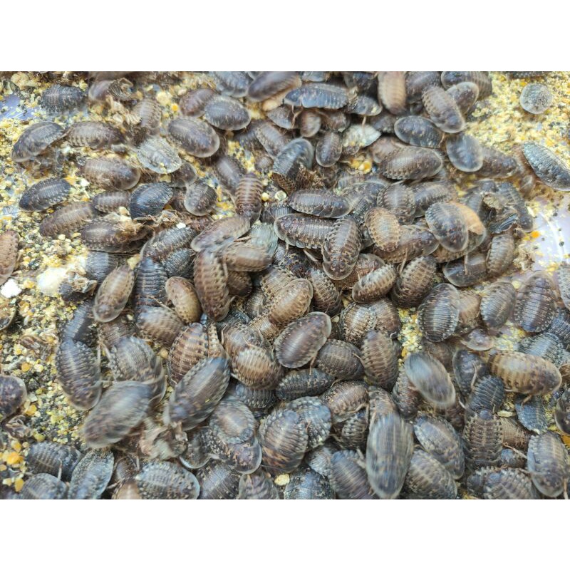 Kecoa Dubia 1,5 cm - 1,8 cm