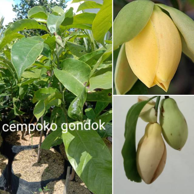 Cempaka gondok