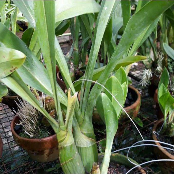 Grammatophyllum Scriptum Var Citrinum (Dewasa Siap Berbunga)