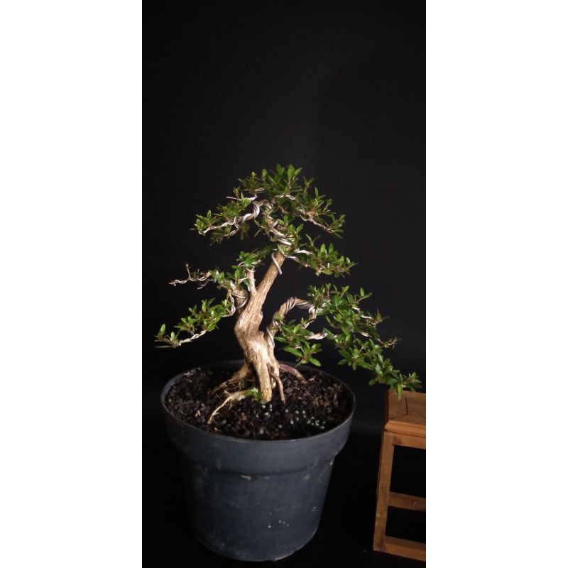 bonsai/ seribu bintang lokal/ serbin/ serissa
