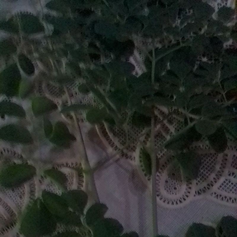 

daun kelor segar