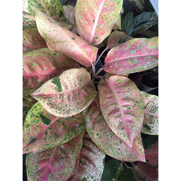 Aglonema Big Roy Mutasi