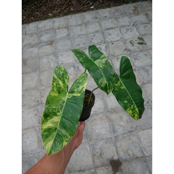 Philodendron Burle Marx Variegata Murah