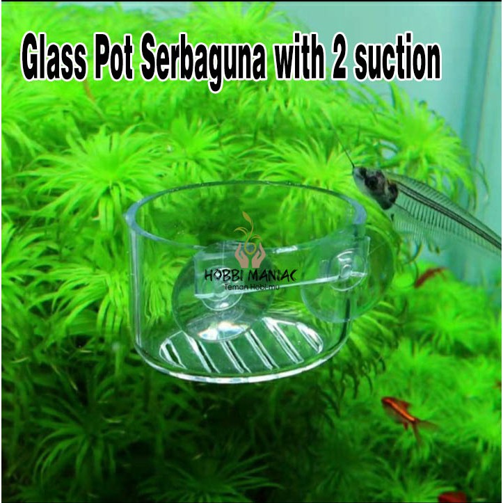 Glass Pot Serbaguna Dengan 2 Dop Kaca / Pot Tanaman Aquascape