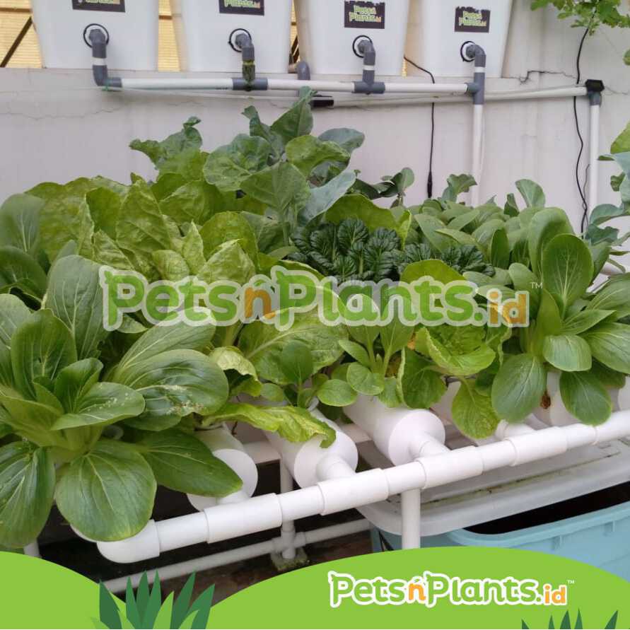 SET PIPA HIDROPONIK DFT 2,5 INCH PVC-U FOOD GRADE IMPORT 72 LUBANG