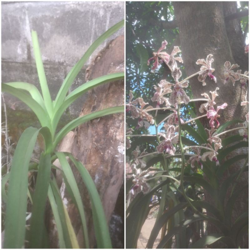anggrek vanda tricolor dewasa