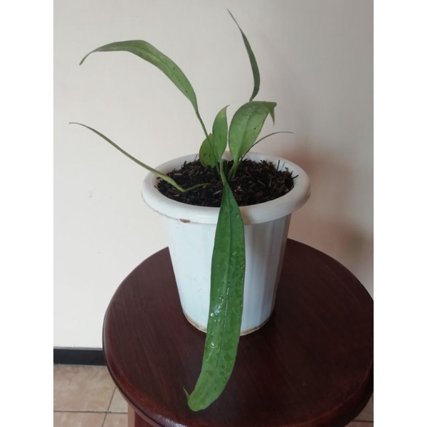 Anthurium vittarifolium / Anthurium dasi
