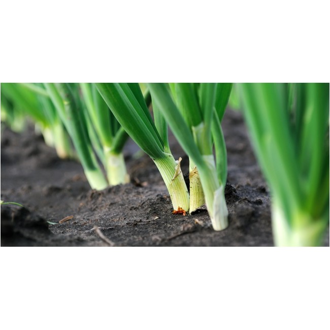 Bibit Benih Tanaman Daun Bawang Kucai Nien Hwa F1 Tpsdd3 Ayo Order