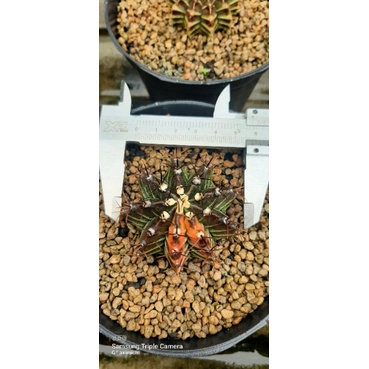 miha hybrid varigata dari biji