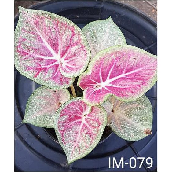 Harga Promo Keladi Hias Thailand Im 079 Caladium Shopee Indonesia