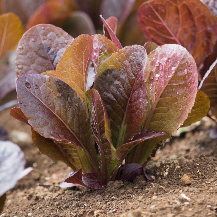 Benih-Bibit Selada Red Romaine (iSeed-U)