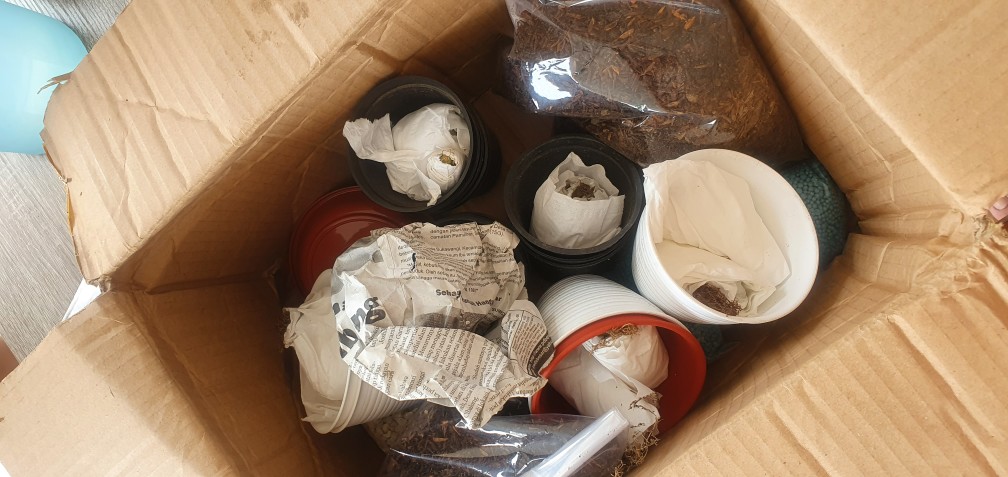 Sukulen Dan Kaktus Mini (echeveria ‘crinoline Ruffles’)