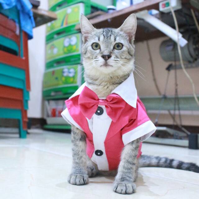 Tuxedo pink untuk kucing dan anjing size S M L XL / baju kucing murah