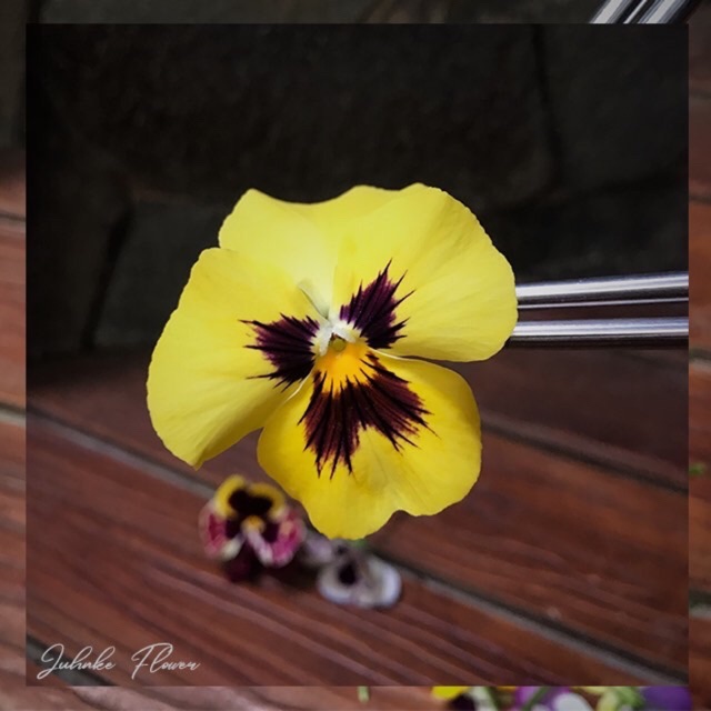 

Edible Flower pansy / viola