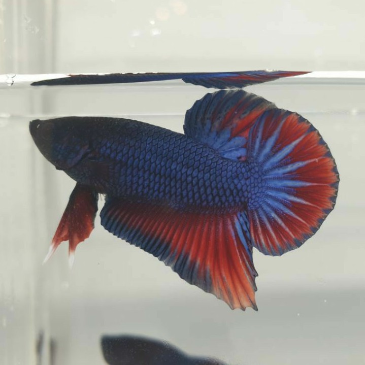 ikan cupang plakat halfmoon hmpk jantan male biru merah foto asli