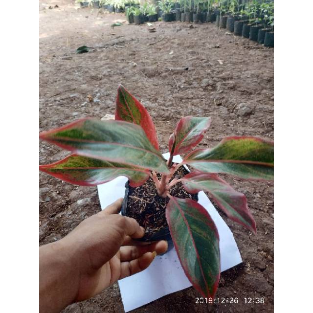 Tanaman hias aglonema lipstik aglaonema lipstick bibit taneman aglo