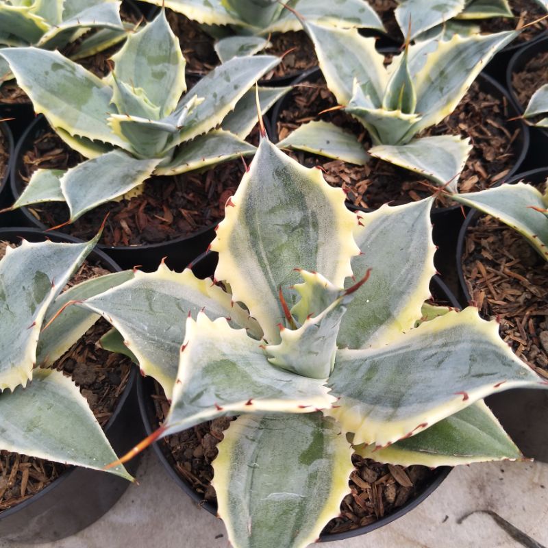 Agave Verschaffeltii Variegated | DP 12 cm