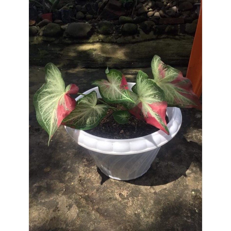 CALADIUM SHYCOOL/ TUMPAH CAT