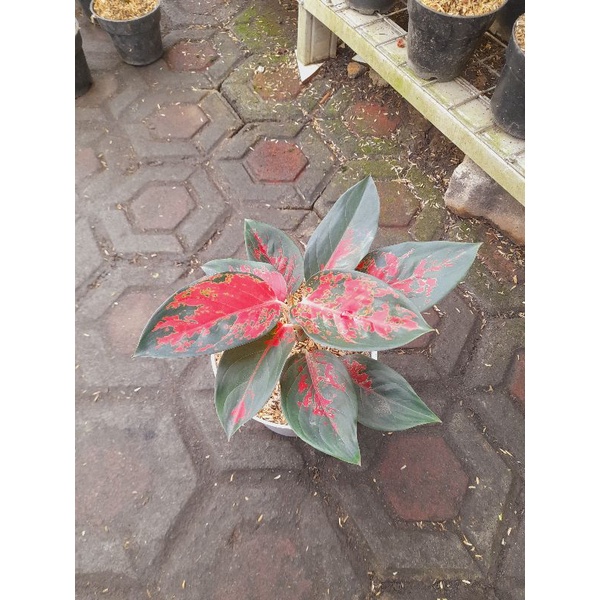 Aglonema Suksom Batik Kompakta