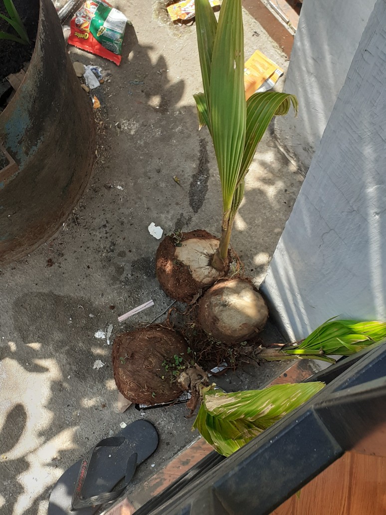 Bibit Kelapa Hijau Hibrida