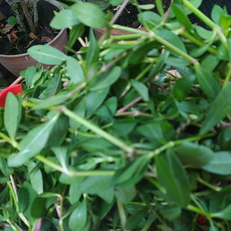 

Daun krokot pakan jangkrik 100gram