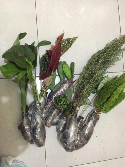 Krokot Curly - Krokot Keriting Tanaman Crocot Paku Payung