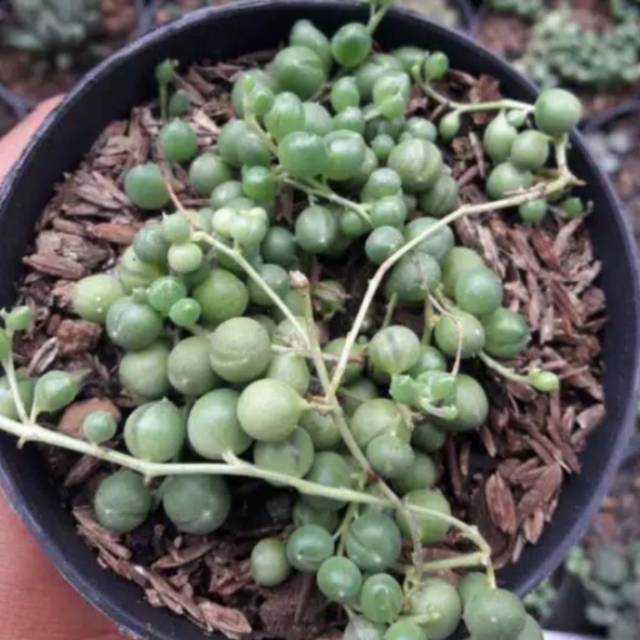 String of pearl (tasbih)