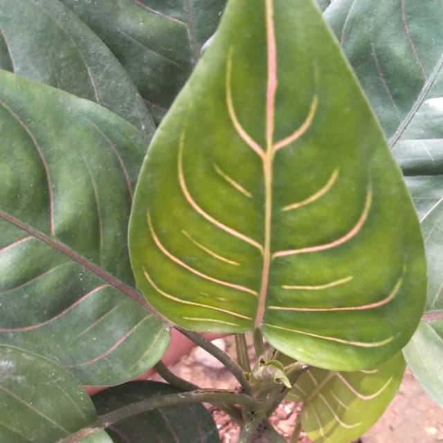 AGLONEMA ROTUNDUM, AGLO ROTUNDUM