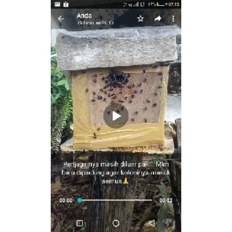 

GRATIS ONGKIR kelulut atau klanceng itama stup penghasil madu penyerbukan bunga buah terbaik